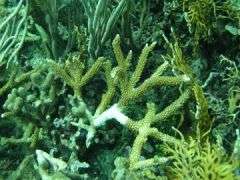 Researcher finds first ever evidence of natural disease resistance in corals