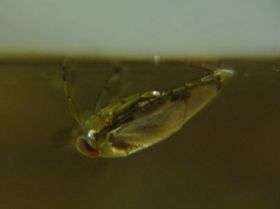 Research shows how insects use trapped oxygen to breathe underwater