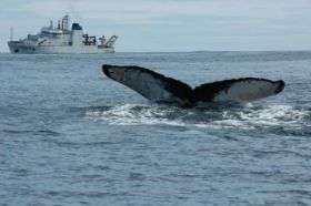 Scientists Study Humpback Whales