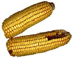 New technique makes corn ethanol process more efficient