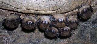 Researchers investigate mass bat deaths