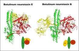 Scientists reveal structure of new botulism nerve toxin subtype