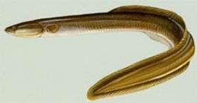Changes in Ocean Conditions in Sargasso Sea Potential Cause for Decline in Eel Fishery