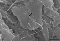 Carbon Nanotubes Help Fix Bones