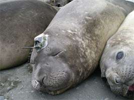 Southern Ocean seals dive deep for climate data