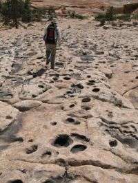 'A dinosaur dance floor': Numerous tracks at Jurassic oasis on Arizona-Utah border