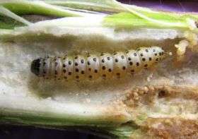 After more than 100 years apart, webworms devastate New Zealand parsnips
