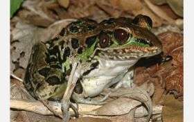 Agricultural Chemicals Linked to Infections in a Declining Amphibian Species