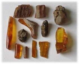 Amber Fossils in France