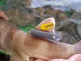 An acoustic tag attached to a gulper shark