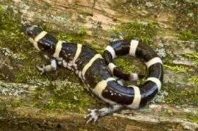 Annulatum (Ring Salamander)