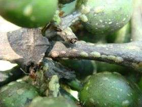 Ants and Avalanches: Insects on Coffee Plants Follow Widespread Natural Tendency