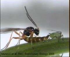 Aphid and Parasite Wasp