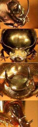 Beetle Horns