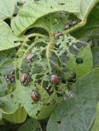 Beetles on Leaf