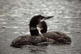 Behaviorists discover a code within male loons' yodel