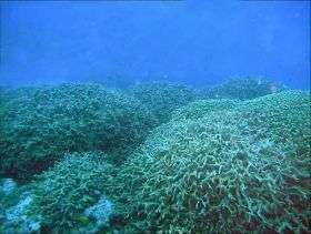 Bikini corals recover from atomic blast