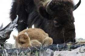 Bison can thrive again, study says