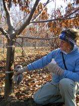 Blight-resistant American chestnut trees nearing reality
