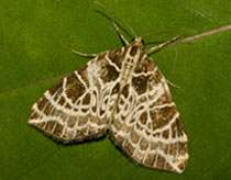 Boosting the numbers of rare moth