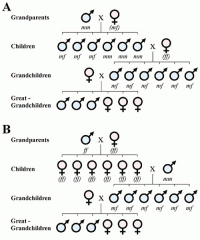 Chromosone that determines sex in babies