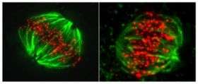 Breaking BubR1 mimics genetic shuffle seen in cancer cells