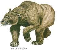 Drawing of a cave bear