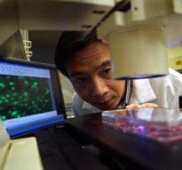 Cell division studies hint at future cancer therapy