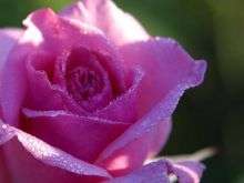 Chemists reproduce the rose's 'petal effect'