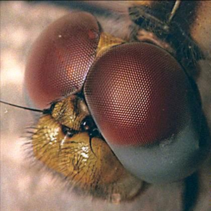 Flies' eyes could enhance robot vision