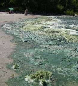 Controlling nitrogen pollution will not stop toxic algae blooms, says research