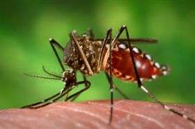 Discovery could lead to attack on mosquito-borne disease