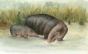 Early elephant 'was amphibious'
