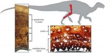 Egg-laying Tissue in Dinosaur Bone