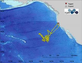 Electronic tracking system allows scientists to tail white sharks more effectively