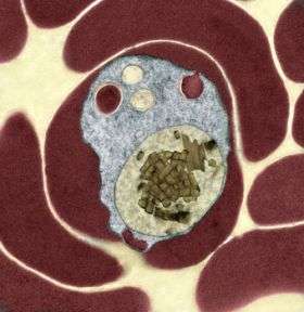Elusive protein protects malaria parasite from heme