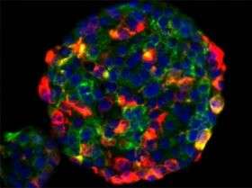 Embryonic pathway delivers stem cell traits