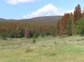 Evolving Forest Ecosystem in Colorado