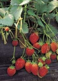 Extension helps strawberry growers fight aggressive plant disease