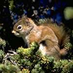 Female red squirrels opt for quantity over quality