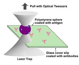 'Femtomolar Optical Tweezers' May Enable Sensitive Blood Tests