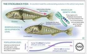 Fitness in a changing world: The genetics and adaptations of the Alaskan stickleback fish