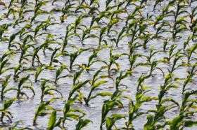 Flooded Corn