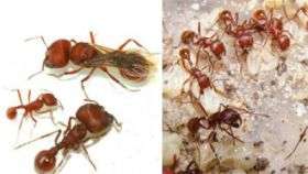 Florida Harvester Ant, Pogonomyrmex badius