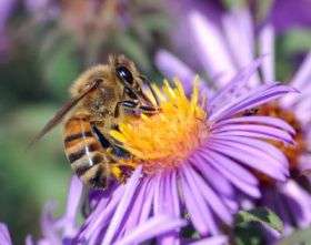 Foraging Honey Bee