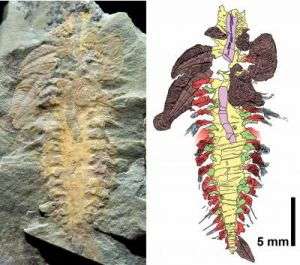 Fossil of Extinct Armored Worm