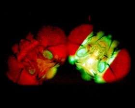 Fruit flies all aglow light the way to cancer prevention