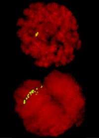 Fruit Fly Chromosomes Show Condensin II Effect