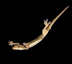 Gecko Gliding in Wind Tunnel