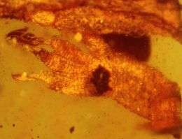 Researchers Find Oldest Gecko Fossil Ever Discovered